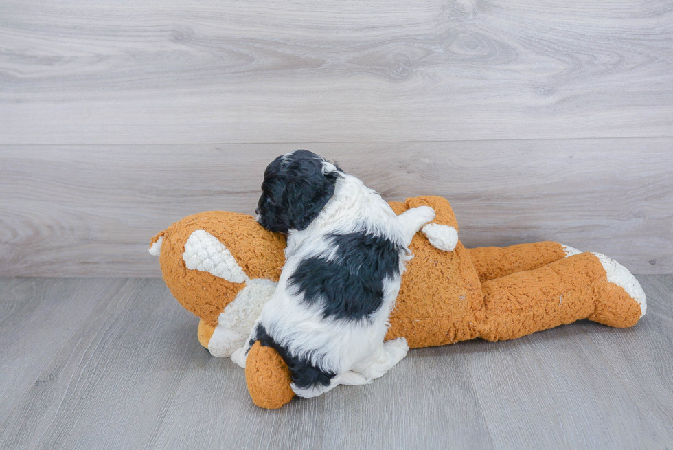 Small Cavapoo Baby