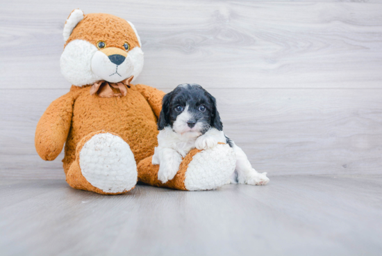 Popular Cavapoo Poodle Mix Pup