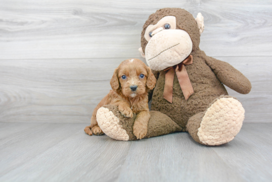 Cavapoo Puppy for Adoption