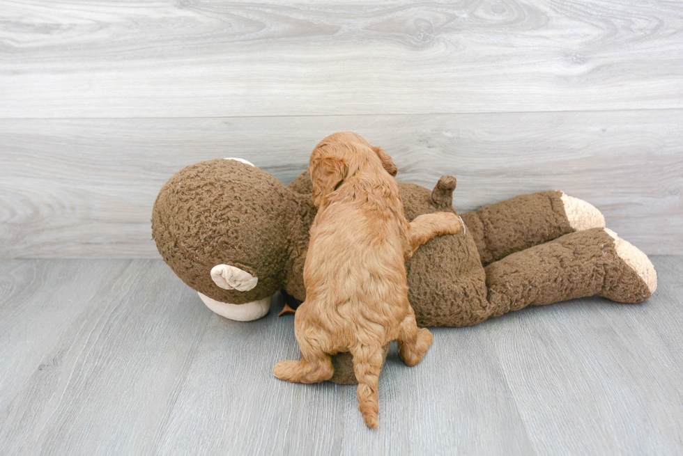 Cavapoo Pup Being Cute