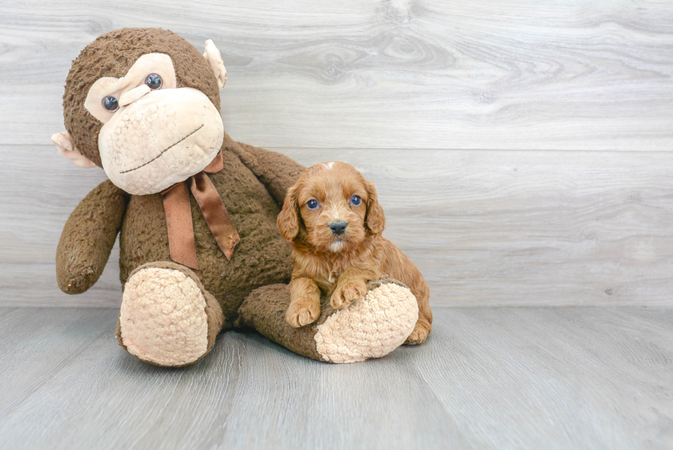 Best Cavapoo Baby