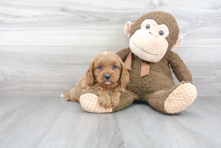 Cavapoo Puppy for Adoption