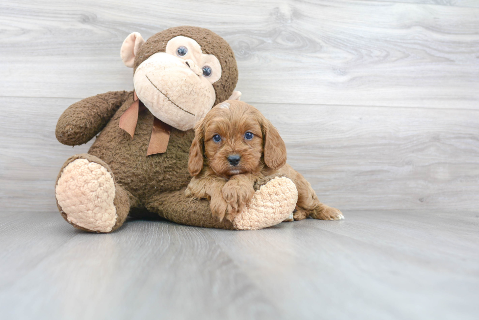 Smart Cavapoo Poodle Mix Pup