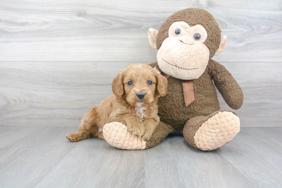 Cavapoo Puppy for Adoption