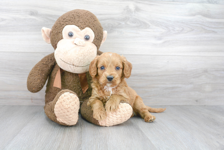 Best Cavapoo Baby