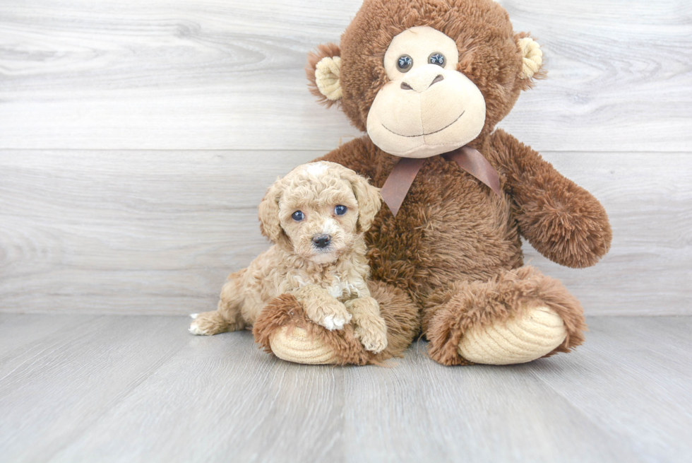 Best Cavapoo Baby