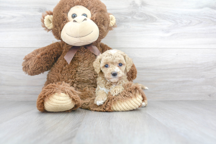 Best Cavapoo Baby