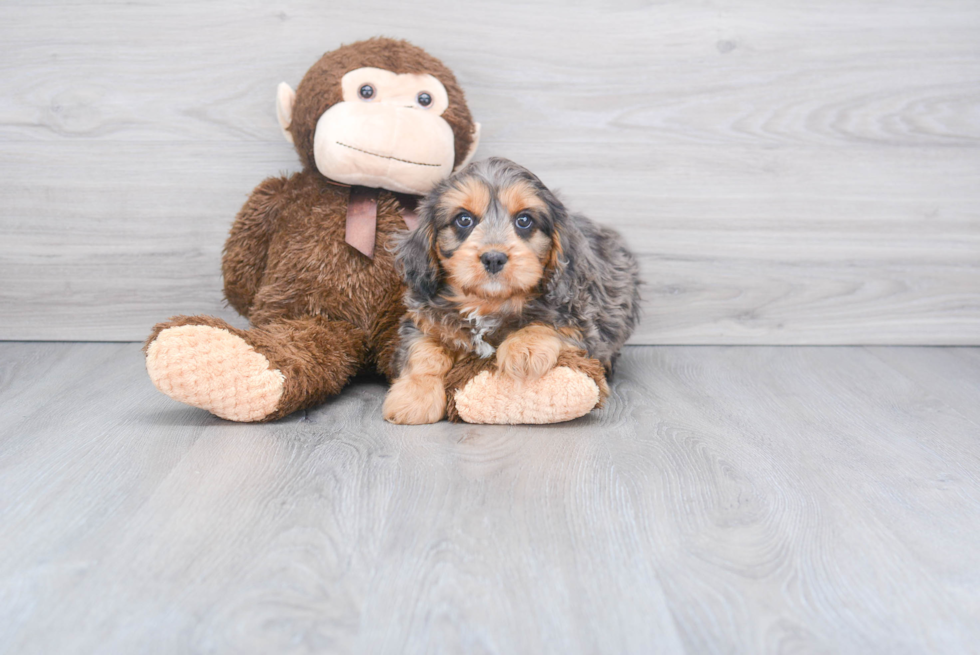 Cavapoo Puppy for Adoption