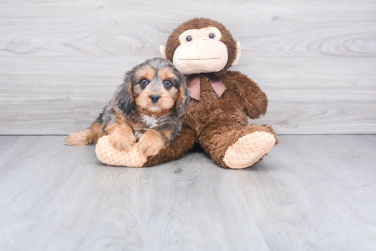 Cavapoo Pup Being Cute