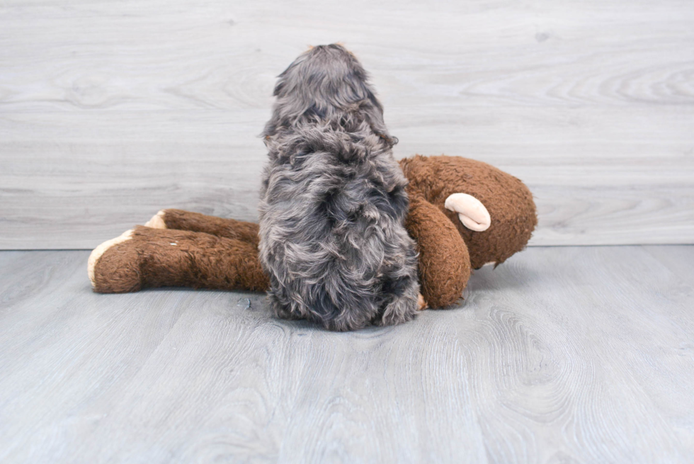 Energetic Cavoodle Poodle Mix Puppy