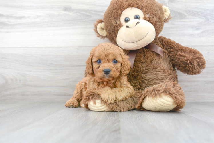 Small Cavapoo Baby