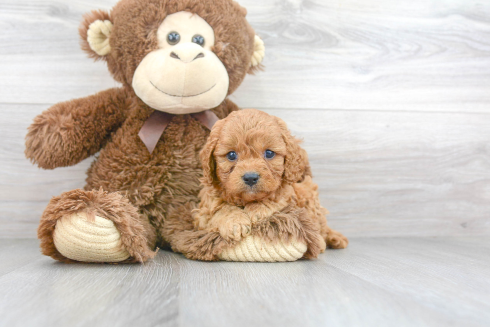 Best Cavapoo Baby