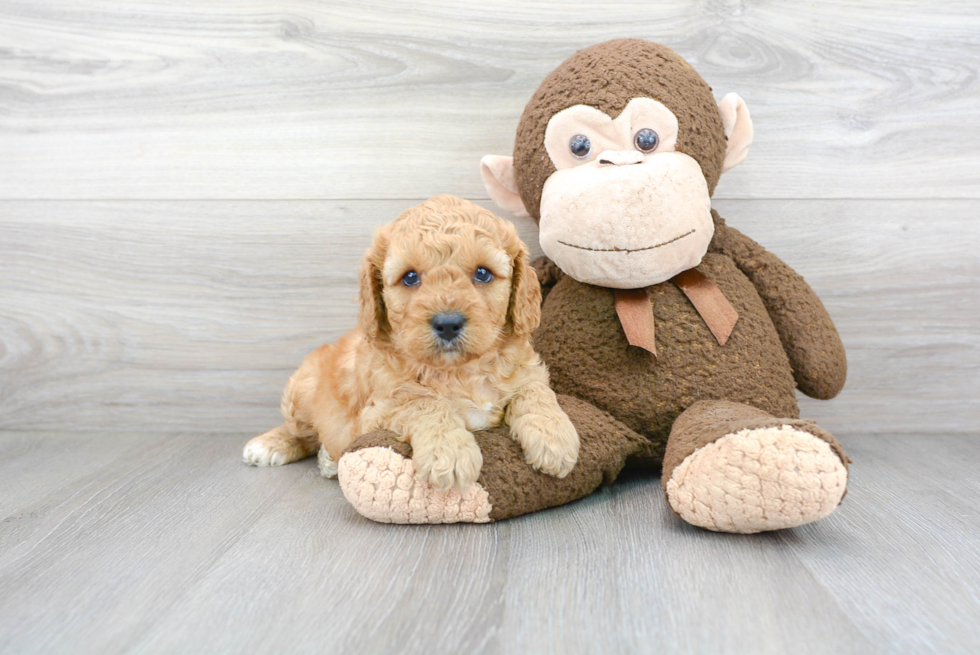 Cavapoo Pup Being Cute