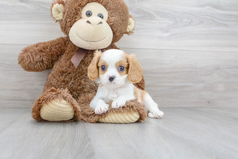 Popular Cavapoo Poodle Mix Pup