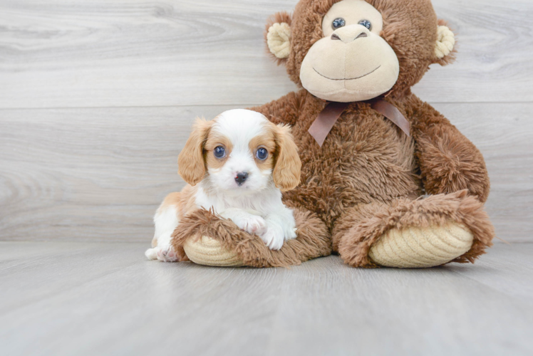 Cavapoo Pup Being Cute