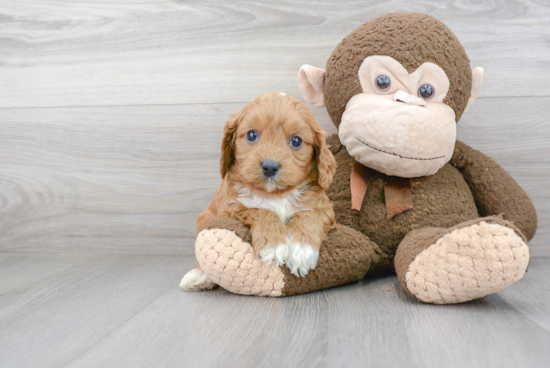 Petite Cavapoo Poodle Mix Pup