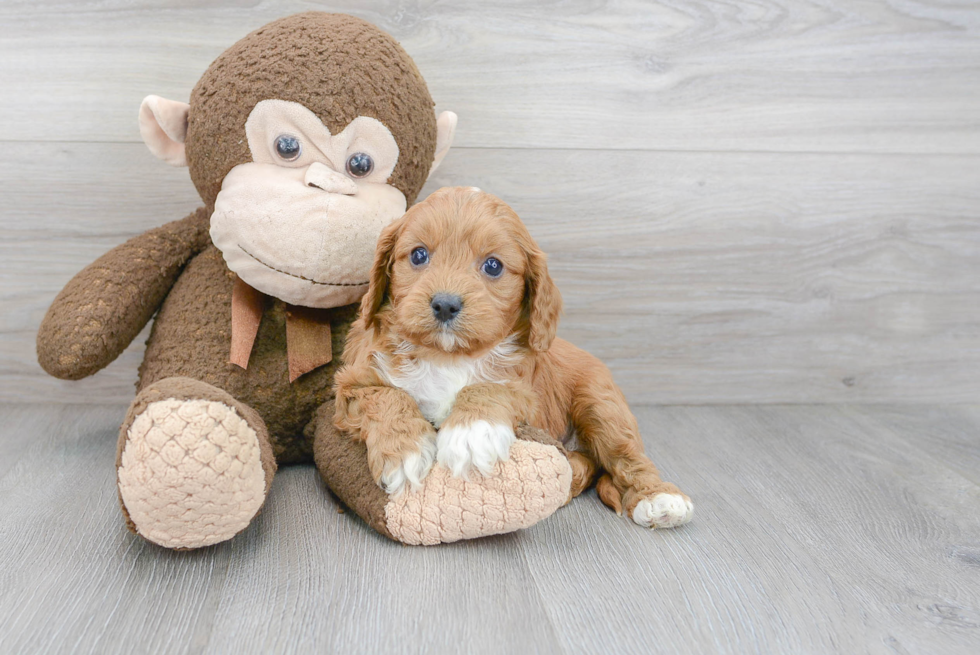 Little Cavoodle Poodle Mix Puppy