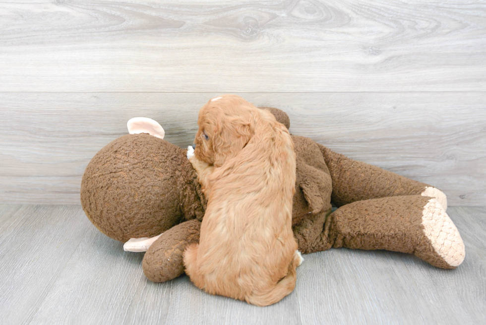 Playful Cavoodle Poodle Mix Puppy