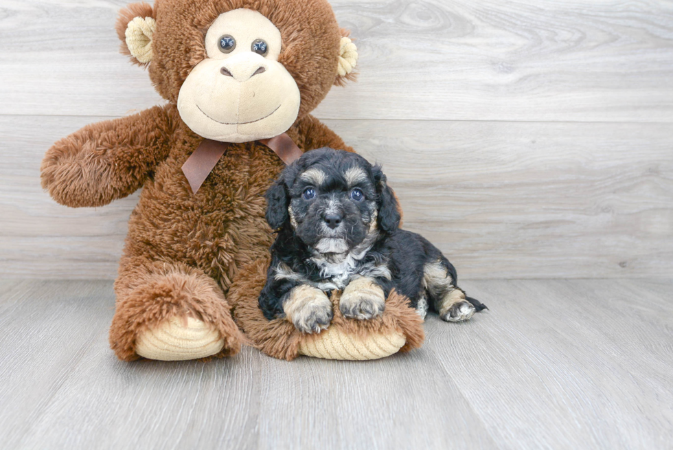 Cavapoo Puppy for Adoption