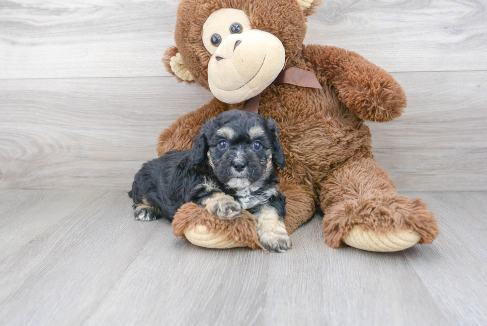 Cute Cavapoo Baby