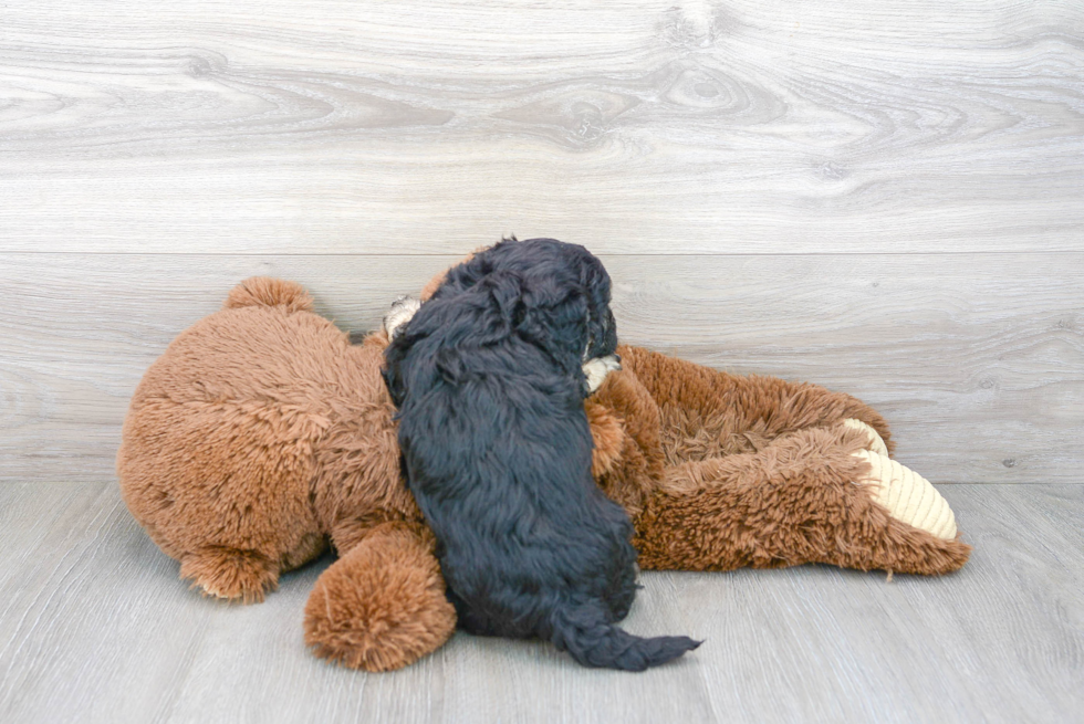 Best Cavapoo Baby