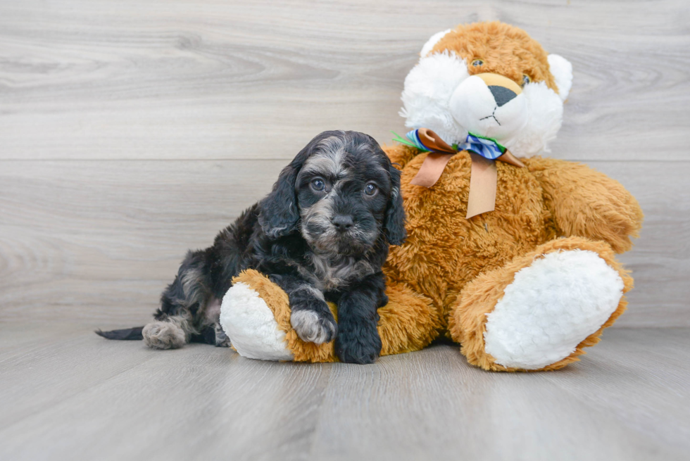 Best Cavapoo Baby