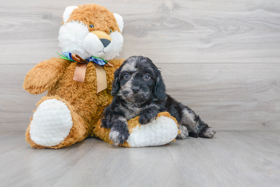 Cavapoo Pup Being Cute