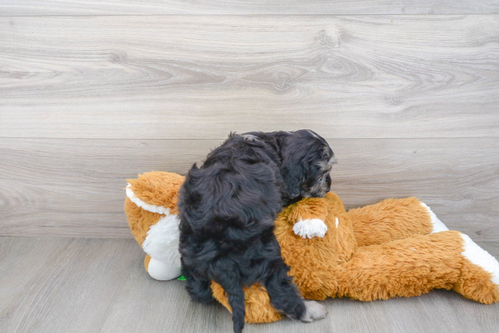 Cavapoo Puppy for Adoption