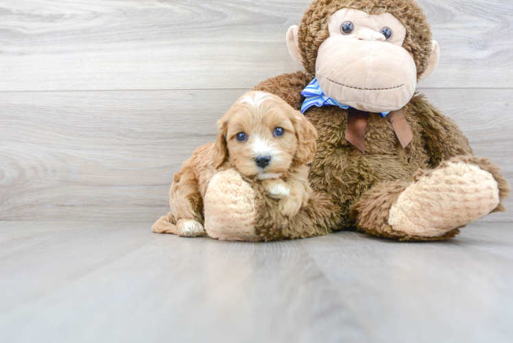 Happy Cavapoo Baby