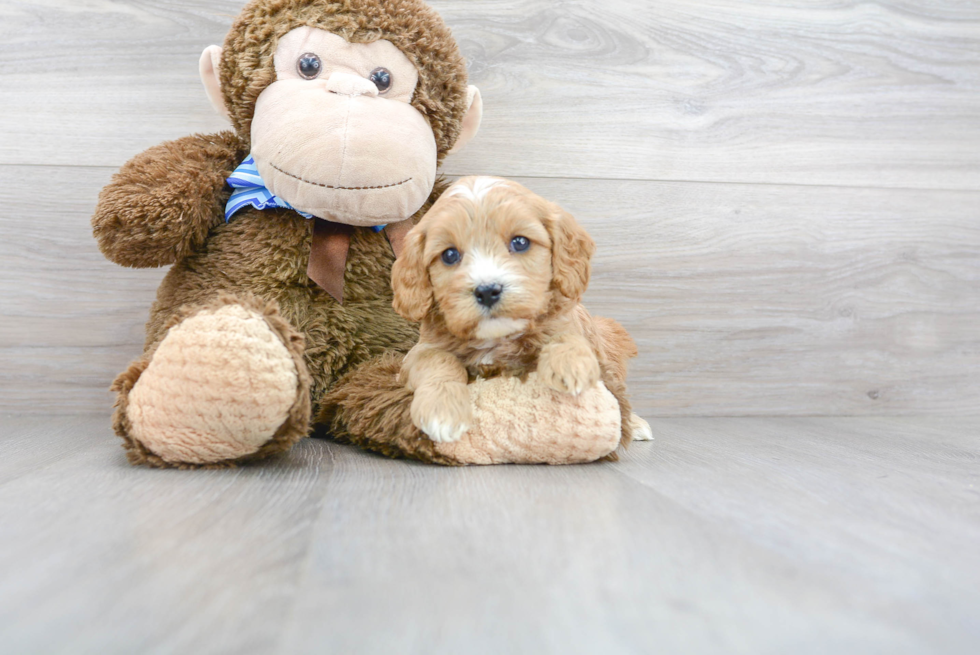 Cavapoo Puppy for Adoption