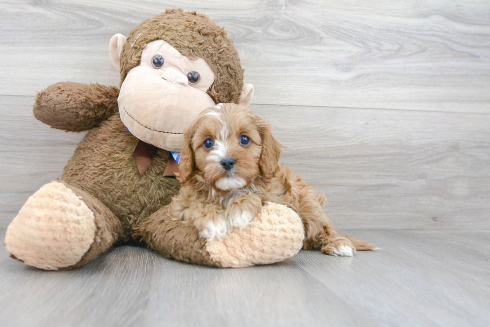 Playful Cavoodle Poodle Mix Puppy