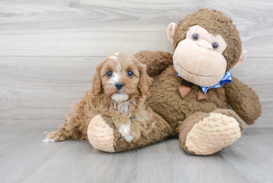 Small Cavapoo Baby