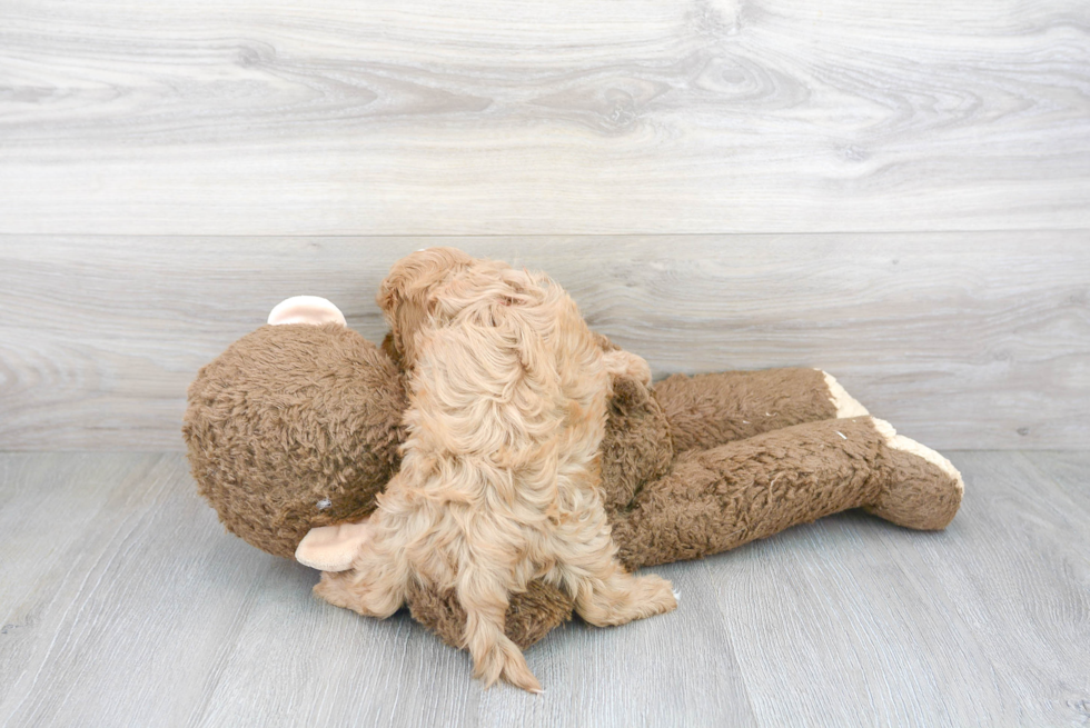 Cavapoo Puppy for Adoption