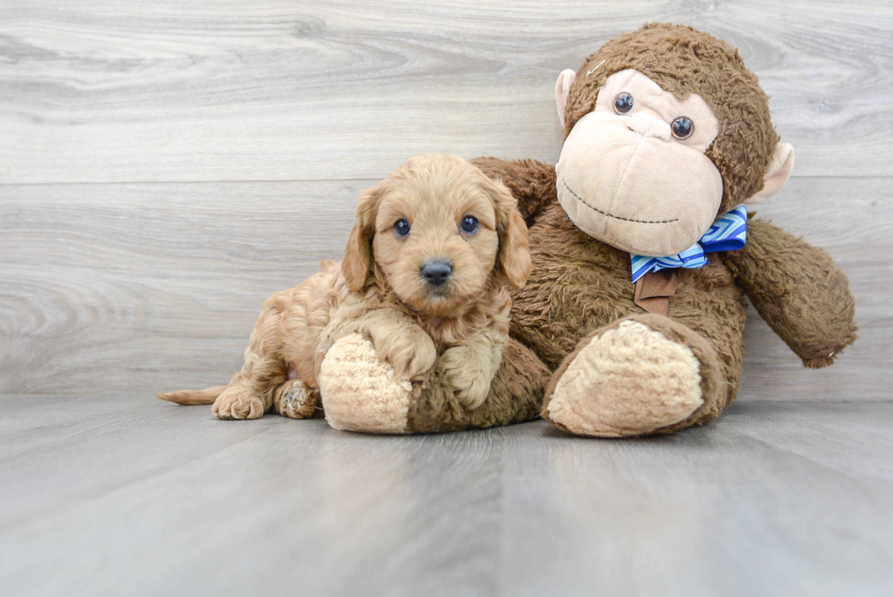 Cavapoo Puppy for Adoption