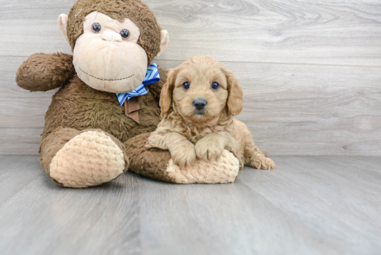 Cavapoo Pup Being Cute