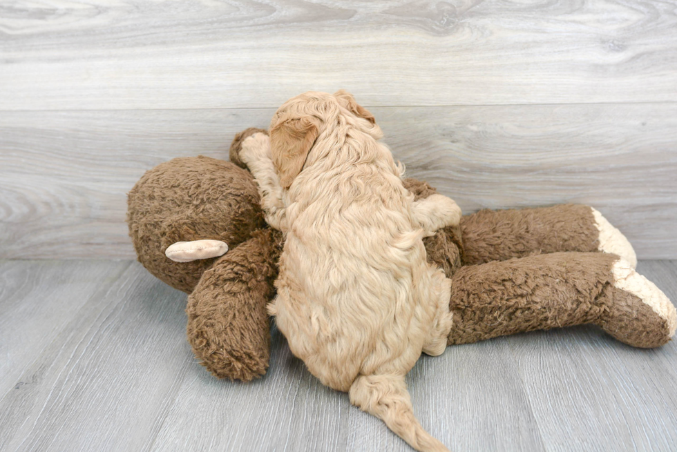 Fluffy Cavapoo Poodle Mix Pup