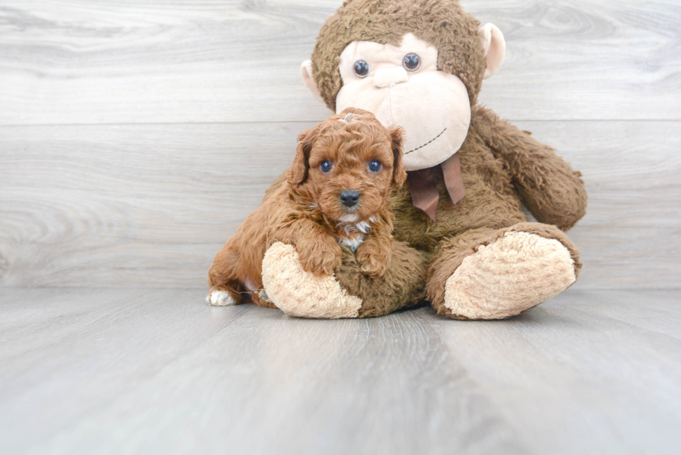 Cavapoo Pup Being Cute