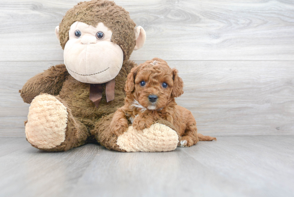 Cavapoo Pup Being Cute