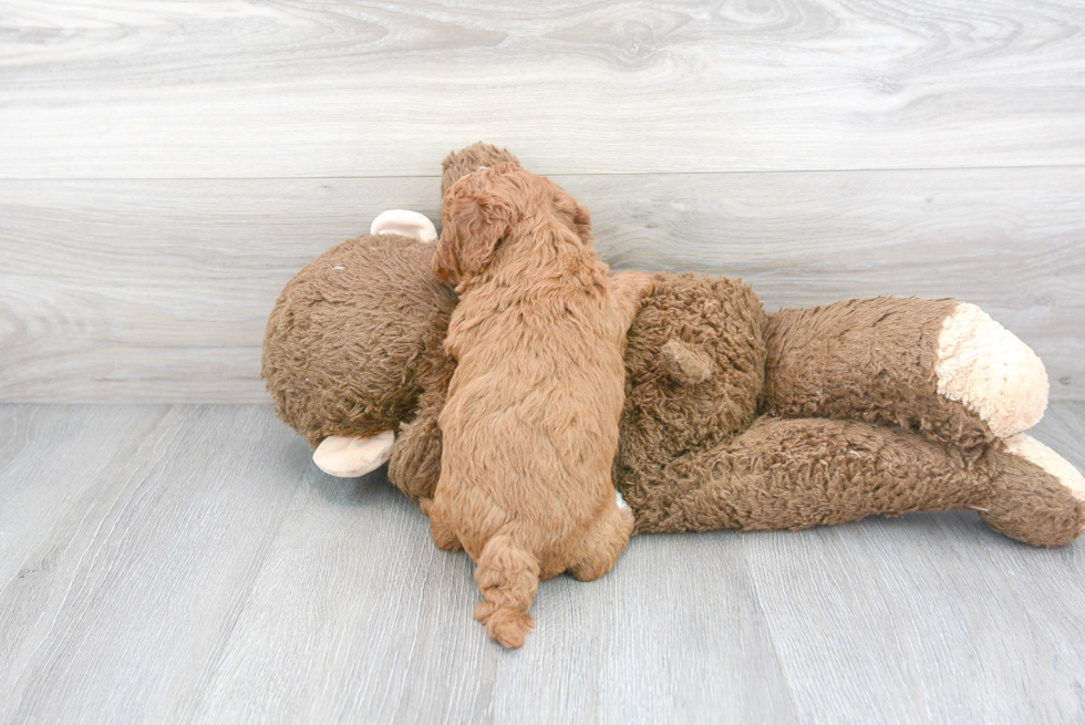 Smart Cavapoo Poodle Mix Pup