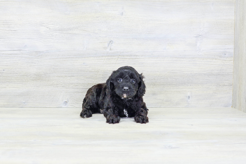 Cavapoo Puppy for Adoption