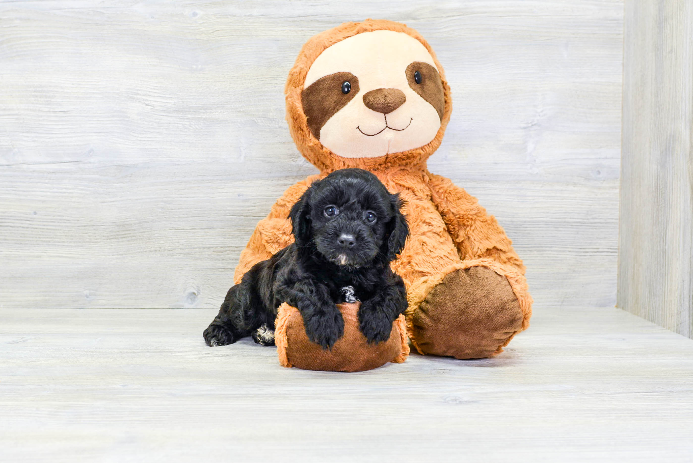 Cavapoo Puppy for Adoption