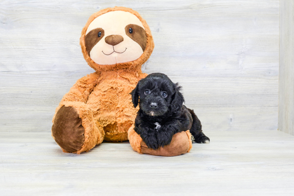 Cavapoo Pup Being Cute