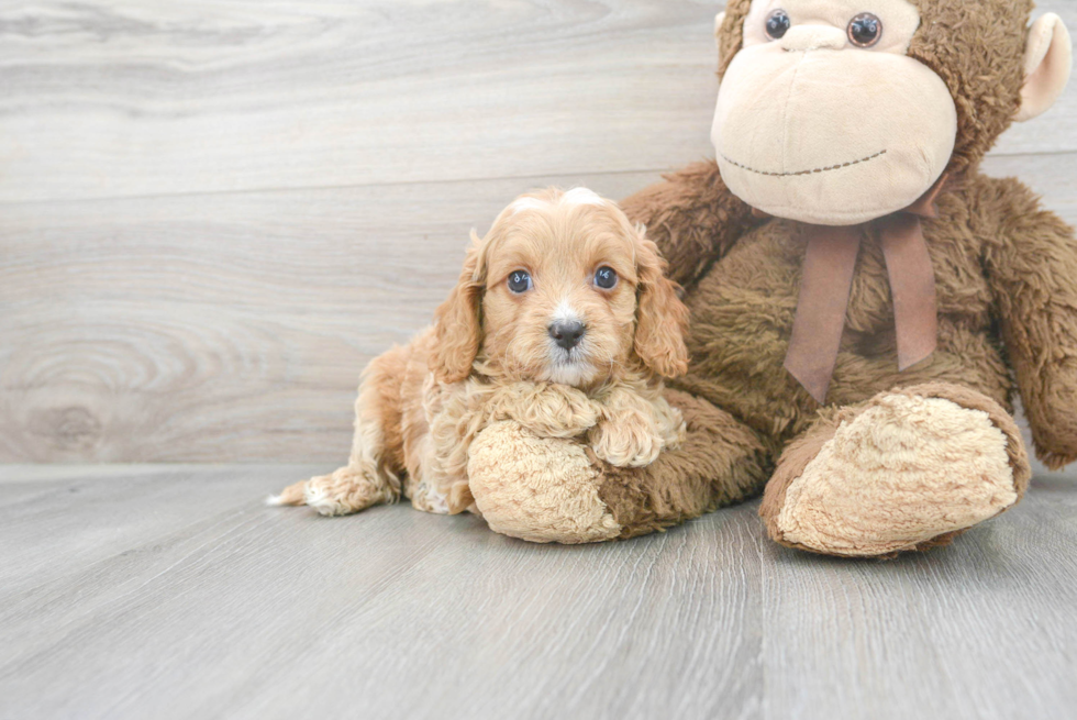 Adorable Cavoodle Poodle Mix Puppy