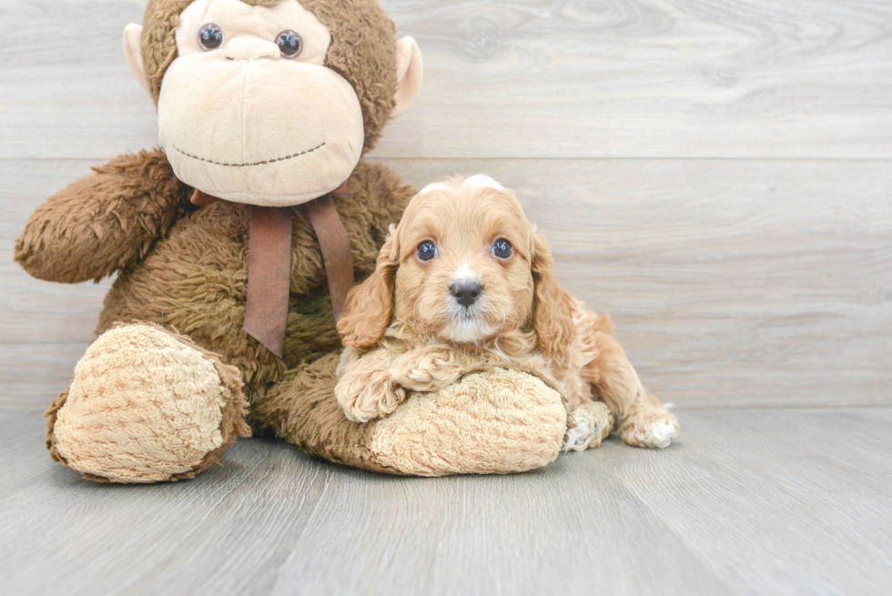 Friendly Cavapoo Baby