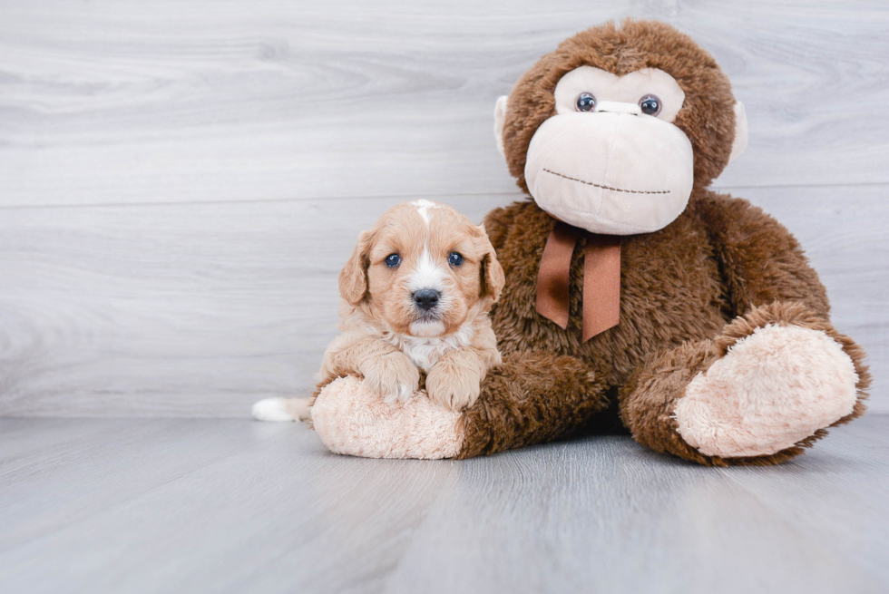 Cute Cavapoo Baby