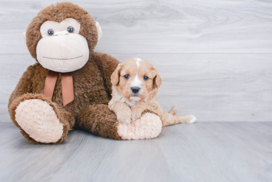 Best Cavapoo Baby