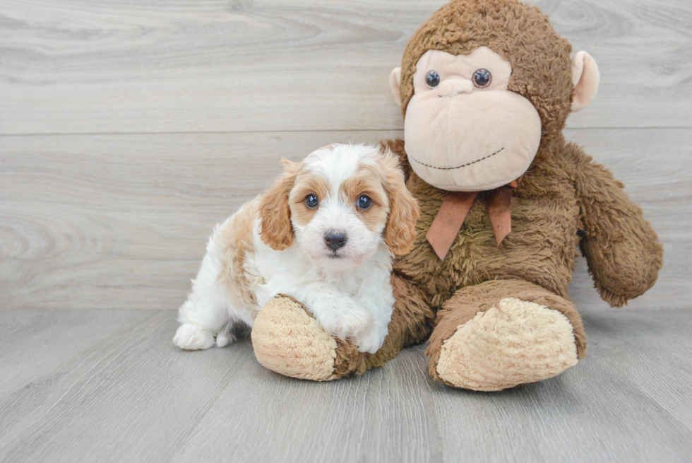 Cavapoo Puppy for Adoption