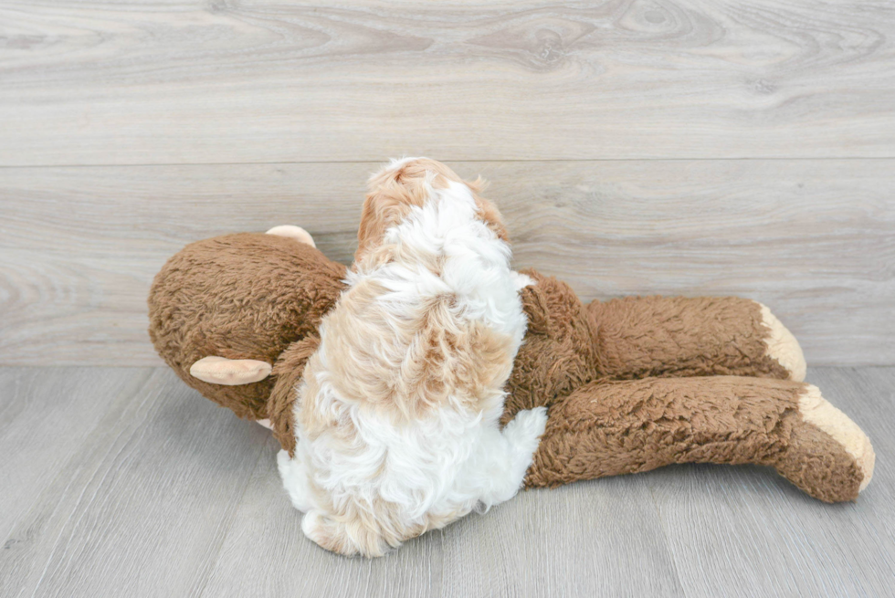 Playful Cavoodle Poodle Mix Puppy