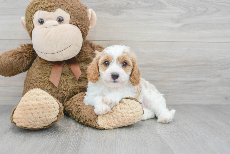 Smart Cavapoo Poodle Mix Pup