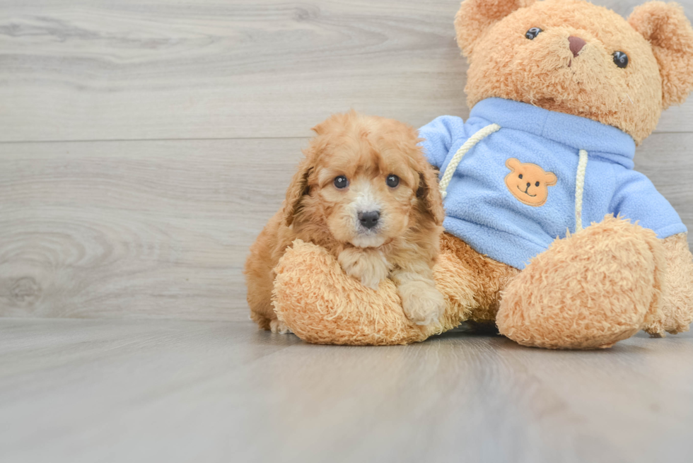 Cute Cavapoo Baby